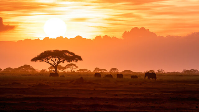 A group of elephants walking across a savannah at sunset in South Africa.
